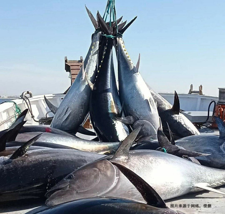 日本藍(lán)鰭金槍魚進(jìn)口報(bào)關(guān)流程