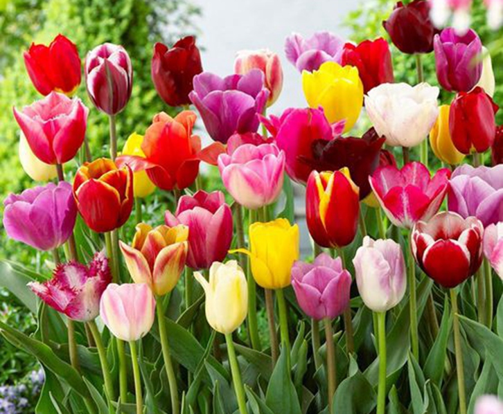 荷蘭郁金香進口報關(guān)流程