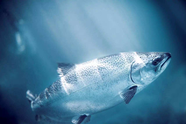 加拿大三文魚進(jìn)口報(bào)關(guān)資料