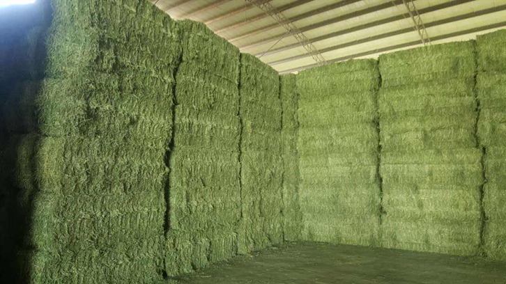 進(jìn)口西班牙苜蓿草報(bào)關(guān)資料