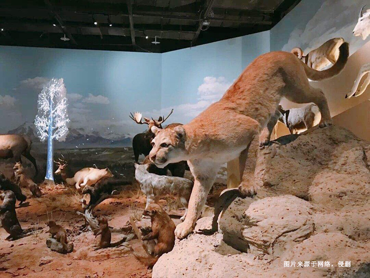 南非獅子動物標(biāo)本進(jìn)口報(bào)關(guān)資料