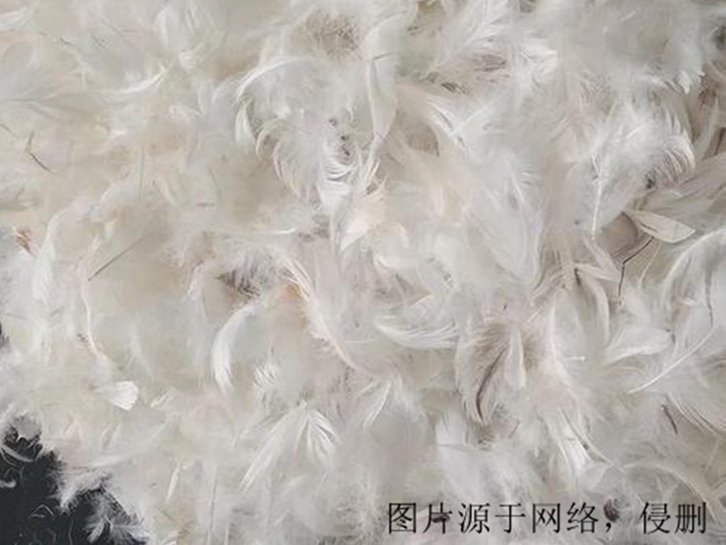 越南鴨毛進口報關(guān)資料