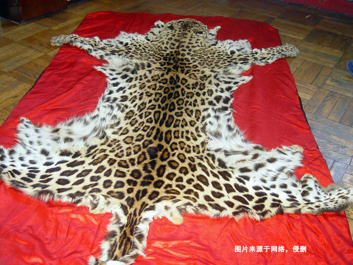 青島動物標(biāo)本進口報關(guān)資料