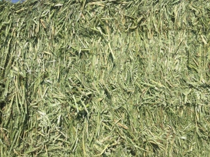 牧草進口清關代理小知識，超詳細