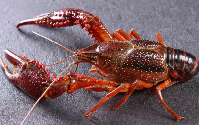 鮮活小龍蝦進(jìn)口清關(guān)怎么操作？需要多長時(shí)間？