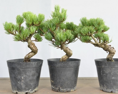 進(jìn)口日本盆栽植物報(bào)關(guān)流程_活體植物進(jìn)口通關(guān)手續(xù)