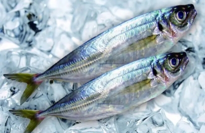 廈門港冷凍海鮮報關之前，建議了解清楚這些事