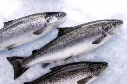 進口三文魚報關(guān)流程_進口三文魚如何報關(guān)報檢