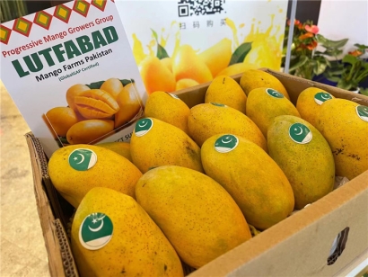 進口菲律賓芒果報關(guān)公司:芒果報關(guān)公司