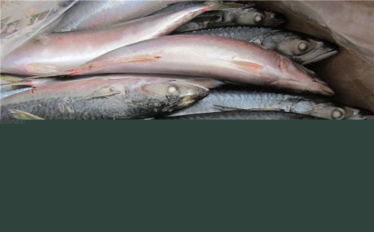 俄羅斯水產(chǎn)品進(jìn)口報(bào)關(guān)公司，聯(lián)網(wǎng)助你快速通關(guān)!