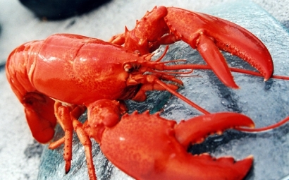 進(jìn)口冷凍龍蝦清關(guān)是如何操作的，操作流程看這里