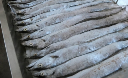 印度進口凍帶魚報關的具體流程手續(xù)