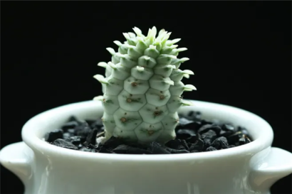 機(jī)場進(jìn)口植物報(bào)關(guān)代理的流程以及關(guān)稅