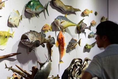 動物標本進口報關-動物標本是如何進口報關到國內(nèi)的?