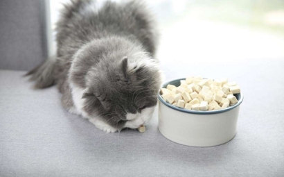 凍干寵物食品進口報關的流程是怎樣的？