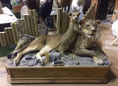 進口動物標本清關/報關代理要求是怎樣的