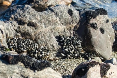 巖石進(jìn)口清關(guān)代理流程及資料_進(jìn)口巖石注意事項(xiàng)
