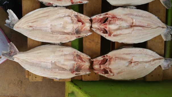 1631528522895121.jpg 越南巴沙魚進口報關(guān)_副本.jpg