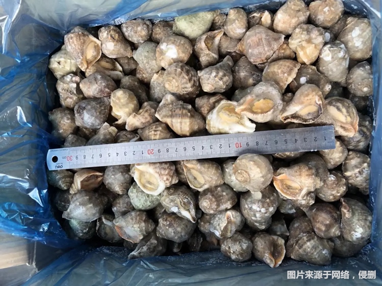 1681468539107838.jpg 廣州報關冷凍海螺肉進口.jpg