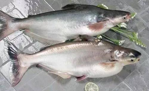 1575508965896374.jpg 進口水產品報關