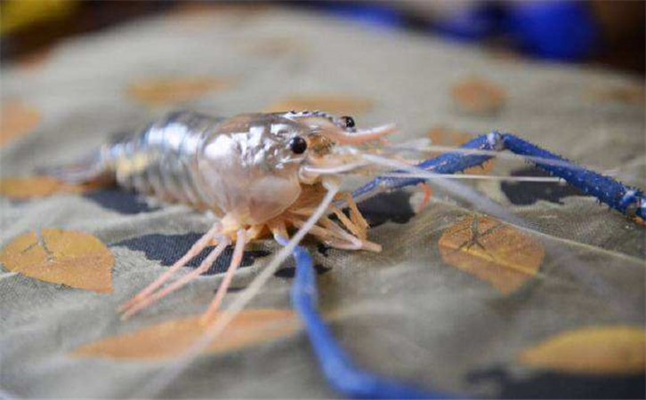 泰國蝦進口報關代理公司 泰國蝦進口報關代理公司